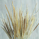 50pcs Natural Dried Thousand Grass Reed Flower Bunch Wedding Plant Decor