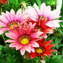 50X GAZANIE GAZANIEN GAZANIA SONNENBLUME ASTER ASTERN HERRLICH-LEUCHTEND G6 B8C1