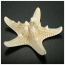 12x Knobby Starfish 8-11 CM Seastar Shell Beach Wedding Display Craft Decor A7K3
