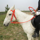 Bridle + Reins of Equestrian Sport Mounted for Horse