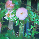 Flower Digital Photography Background Cloth Wedding Photo Backdrops Decor