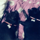 Dog Cat Kitten Puppy Rhinestone ID Name Tag Disc Bone Shape Pet Identity Tag #