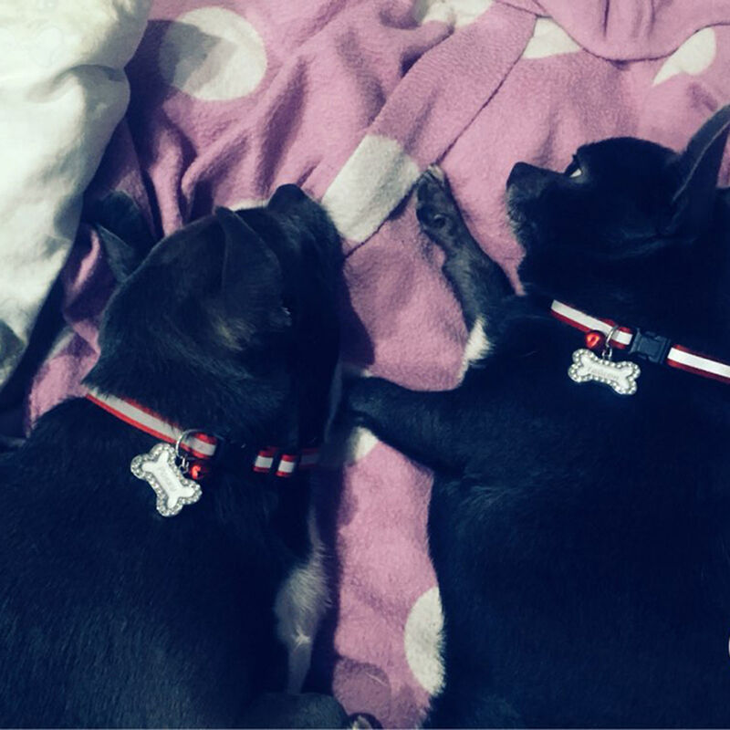 Dog Cat Kitten Puppy Rhinestone ID Name Tag Disc Bone Shape Pet Identity Tag #