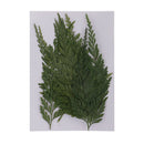 12Pcs Dried Flower Fern Leaves Plant Herbarium DIY Arts Crafts Scrapbooking