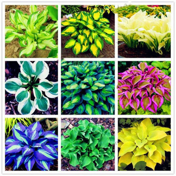20pcs hosta plantaginea seeds fragrant plantain flower fire and ice shade TBR^i