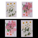 2Set Pressed Leaves Natural Dried Flower Embellishment For Scrapbook Card Making