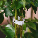 50pc Trellis Tomato Clips Supports Connects Plants Vines Binder Twine Cages A9X3