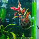 Microcosmic Shrimp Aquarium Tank aquatic Crystal Glass Pot Plant Cute Decor L3E5