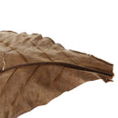 60x Aquairum Leaves Catappa Leaf for Fish Tank Water Quality Betta Natural