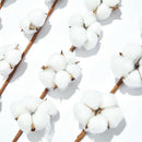 6 Pack 27 Inch Cotton Stems Farmhouse Decor Rustic Style Vase Filler Floral Z4V4