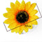 Beautiful Sunflower Flower Hair Clip Vacation Bridal Wedding Party For Women