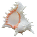 15-16M Queen Nautical Shells Conch Natural Seashell Beach Ocean Home Decora