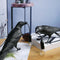 Shaped Reading Lamp Table Light Bedside Office Vanity Sconces Decor Black