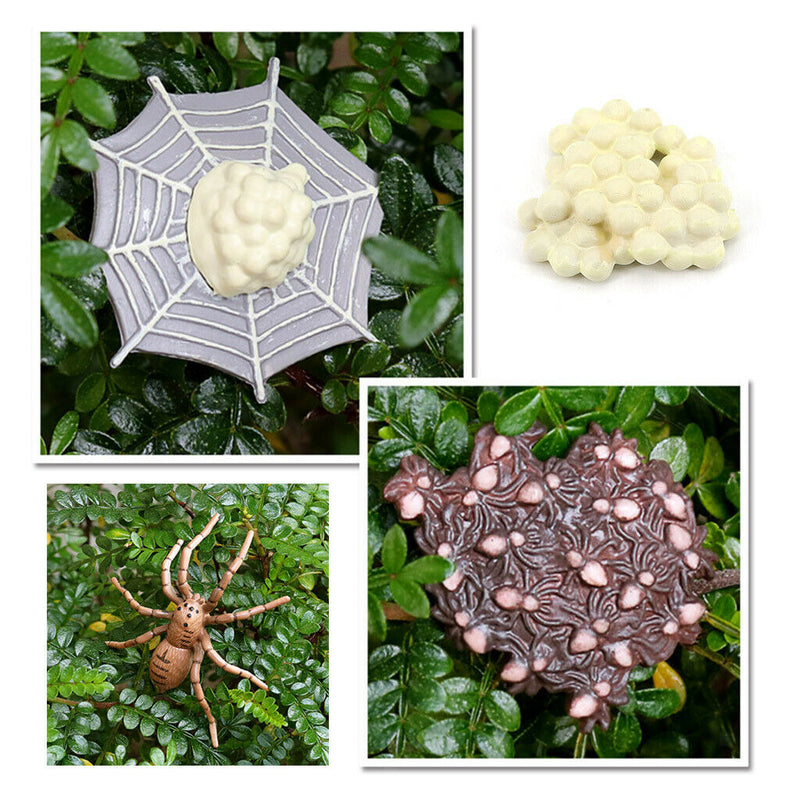 Life Cycle of a Spider 4 Part Animal Insects Bug Learning Educational Toys for