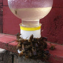 3 Pcs Bee-Drinking-Fountain-Bee-Queen-Bee-Water-Feeding-Equipment Hot.