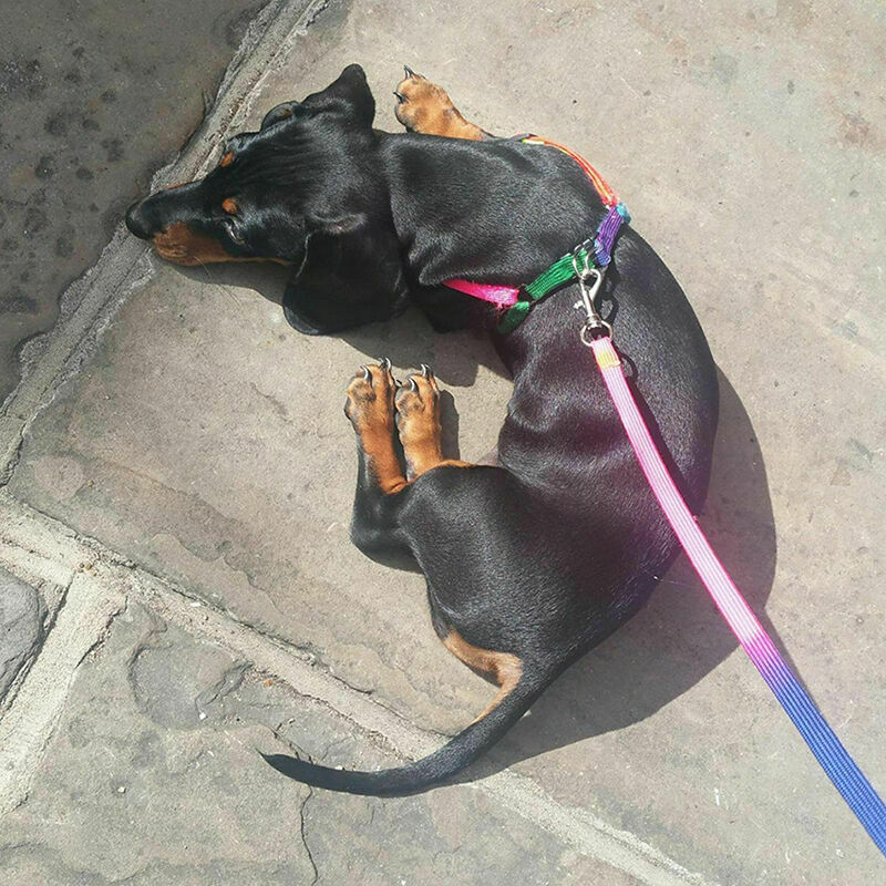 Small Pet Cat Puppy Kitten Rabbit Dog Harness Lead Leash Collar Adjustable U8T2