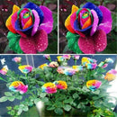 1000Pcs Beautiful Colorful Rainbow Rose Flower Seeds Yard Garden Plant Decor