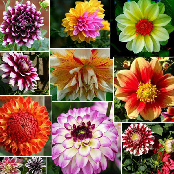 30x Colorful Dahlia Large Bloom Flower Perennials Bulbs 2018' Garden Plant C5J4