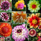 30x Colorful Dahlia Large Bloom Flower Perennials Bulbs 2018' Garden Plant C5J4