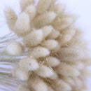 Dried Flowers Bouquet Rabbit Tail Grass Real Flower Weddings Home Decors New 60pcs