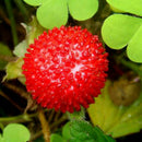 Walderdbeere 500 Samen Fragaria Vesca Rot Wald Erdbeere-Monatserdbeere D6G2 E9J1
