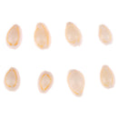 Sea Shell Perles naturel en vrac Accessoires pour Fish Tank Decor Craft J 3C