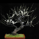 10pcs seedsHITE PRUNUS ( PRUNUS MUME )Bonsai SeedsDecor: X0D7