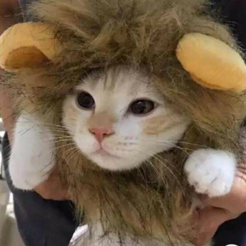 Pet Clothing, Dog or Cat Clothing, Beauty and Beast Clothing, Christmas Rol