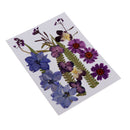 1 Set Assorted Pressed Dried Flowers Card Scrapbooking Phone Cover Crafts