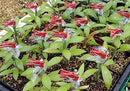 50pcs Durable Plastic Grafting Clips Garden Vegetable Flower Vine Bushes Plants