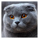 5D DIY Full Drill Diamond Painting Big Grey Cat Cross Stitch Embroidery Kit