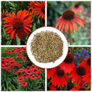 250x RED RUBY ECHINACEA / CONE-FLOWER FLOWER SEEDS / LONG LASTING PERENNIAL