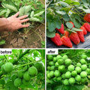 18g Paclobutrazol Bonsai Plant Growth Regulators Growing Aid Fertili %o