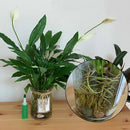 Plant Flower Hydroponic Liquid Fertilizer Nutrient Solution Seedling Root 38ml