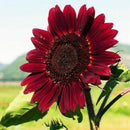 15x Samen Rot Sonnenblume Abendrot Abendsonnen HELIANTHUS ANNUUS-Red X9H4 R0A3