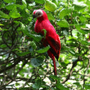 3Pcs Lifelike Macaw Parrot Artificial Feathered Bird Statue for Home Outdoor