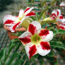 20pcs adenium obesum seeds desert rose perennial flower garden bonsai plant LJ