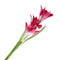 Red Lily Solar Powered 3 LED Flower Garden Balcony Party Path Light Bulb