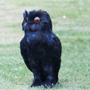 Lifelike Feather Owl Decoy Bird Repellent Scarecrow Halloween Decor Black