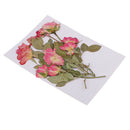 10 Branches Pressed Flowers Organic Dried Rose Flowers DIY Floral Art Decors