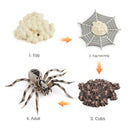 4 Pieces Life Cycle of a Spider, Animal Growth Cycle Includes Egg, Larva,
