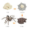 4 Pieces Life Cycle of a Spider, Animal Growth Cycle Includes Egg, Larva,