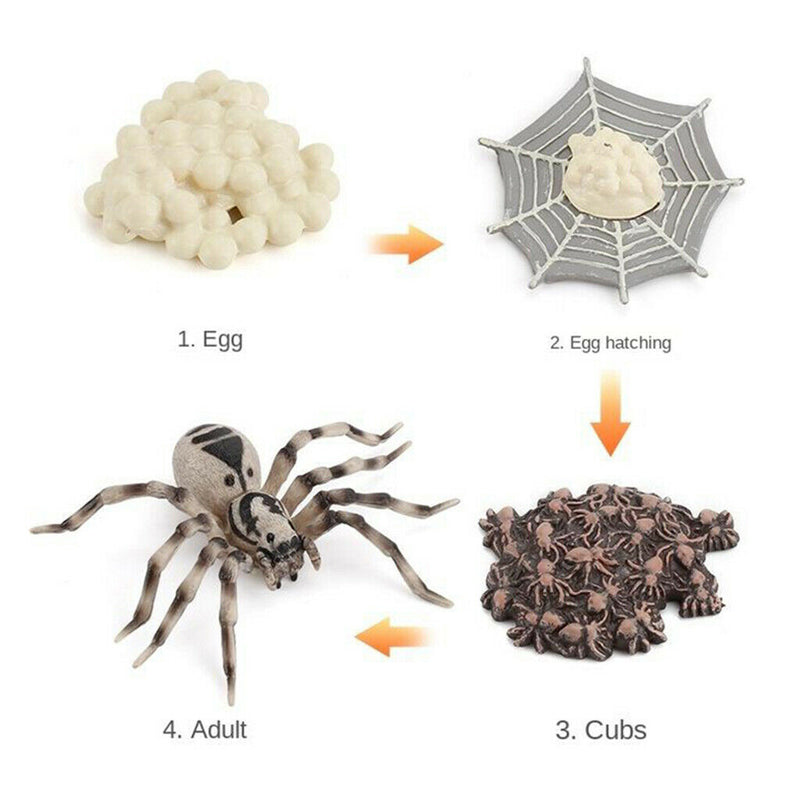 4 Pieces Life Cycle of a Spider, Animal Growth Cycle Includes Egg, Larva,