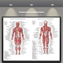 1pc 70X50CM Human Body Muscle Anatomy System Anatomical Chart Educational Poster