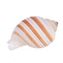 1Pcs Artificial Shell Sea Conch Fish Tank Aquarium Decorations Roll Shellfi%!