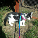 Small Pet Cat Puppy Kitten Rabbit Dog Harness Lead Leash Collar Adjustable U8T2