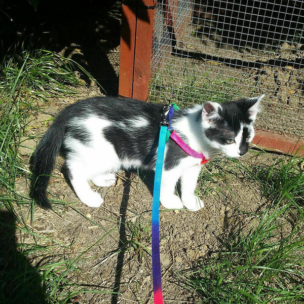 Small Pet Cat Puppy Kitten Rabbit Dog Harness Lead Leash Collar Adjustable U8T2