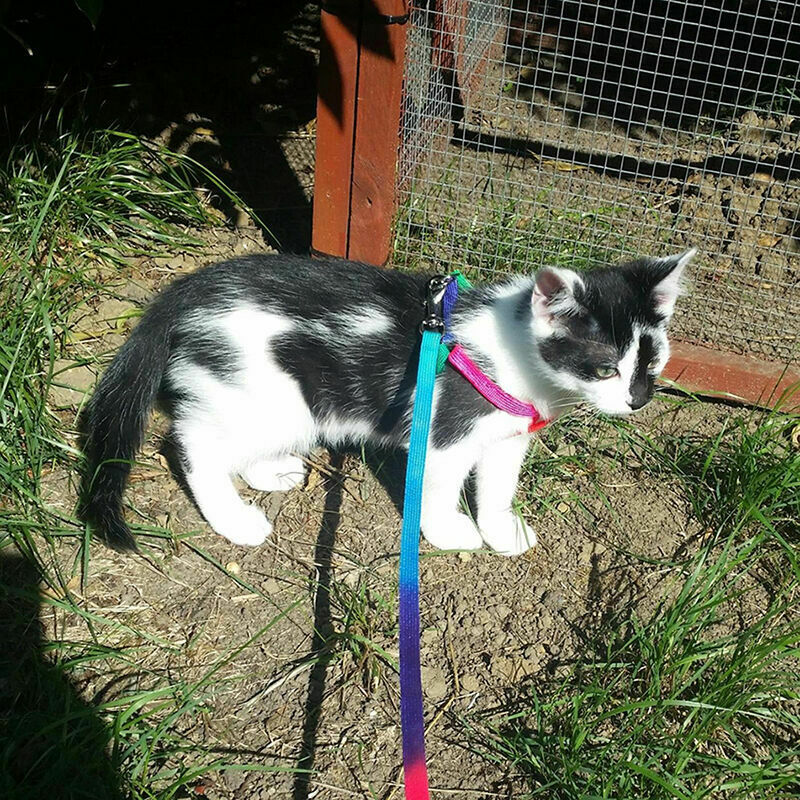 Small Pet Cat Puppy Kitten Rabbit Dog Harness Lead Leash Collar Adjustable U8T2