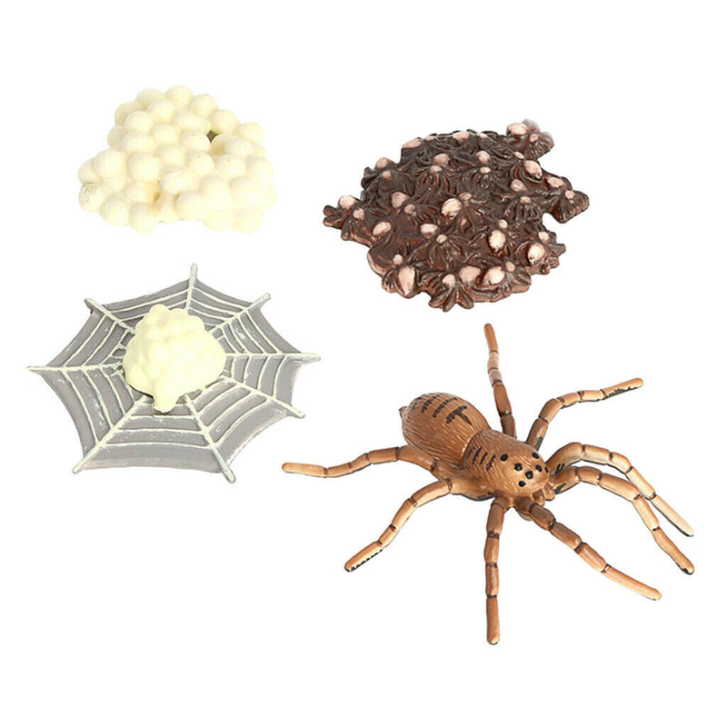 Life Cycle of a Spider Models Nature Insects Bug Learning Educational Toys