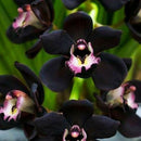 100pcs Black Cymbidium Faberi Orchid Flower Seeds Garden Decor Plant Need Supply